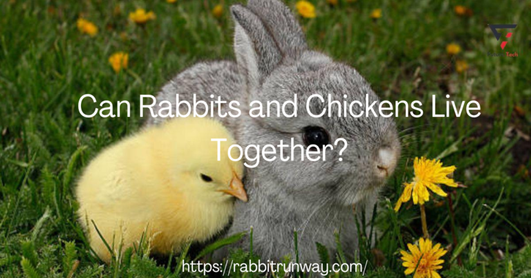 Do chickens and rabbits get along? Indeed, chickens and rabbits are two of the most well-liked agricultural animals that may live peacefully.