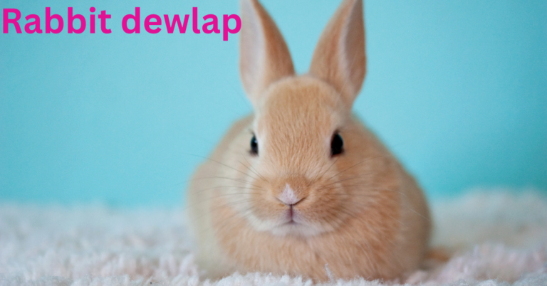 A dewlap is a roll or fold of fatty skin behind the chin of a rabbit. Male rabbits can also get them, but female rabbits seem to have them .
