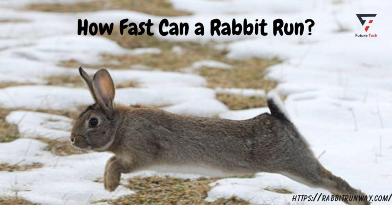 All around the world, people recognize rabbits for their adorable charm, large ears, buck teeth, and impressive speed.