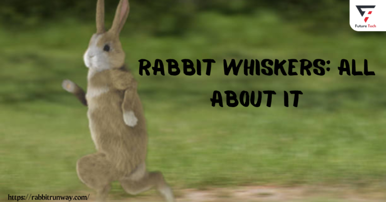 Thick, stiff hair strands called rabbit whiskers let investigate their surroundings and develop spatial awareness.